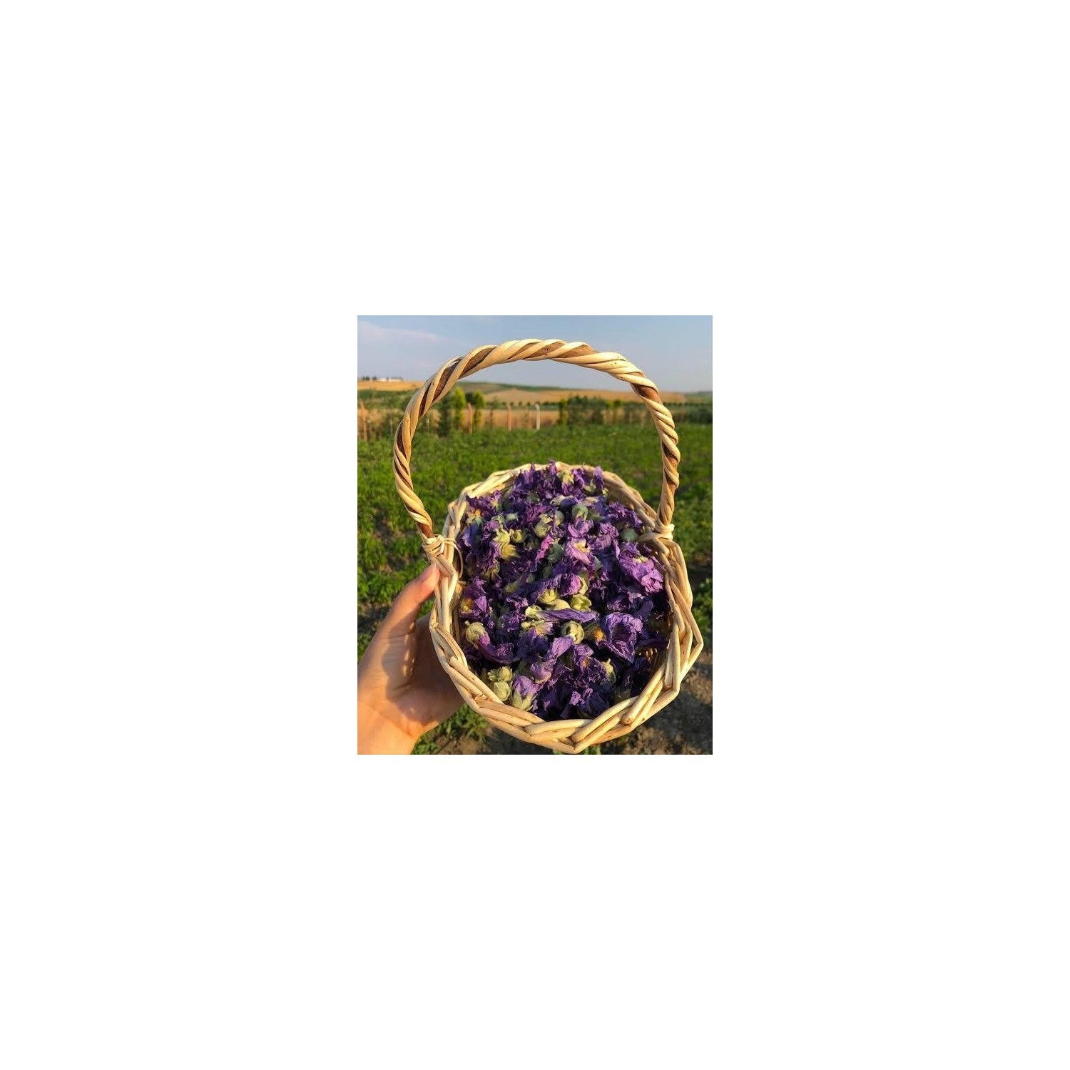 Yesilyurt Gulhatmi Cicegi 100 g - MALLTURK