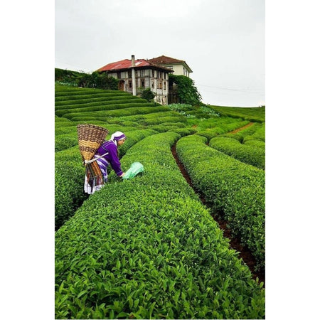 Dr.Hazel Drhazel Ilk Hasat Mayis tea 500 g x 4 pack - MALLTURK