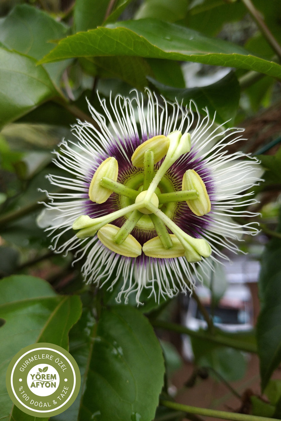Gulcehre Traditional Medicine's Calming Elixir: Passionflower (Passiflora incarnata) | 40g - MALLTURK