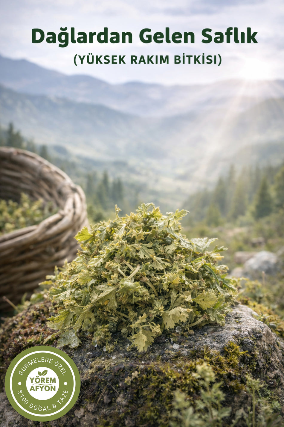 Gulcehre Women's Supporter High Altitude Crop Sawtooth Lion's Paw {Alchemilla Vulgaris} | 30g - MALLTURK