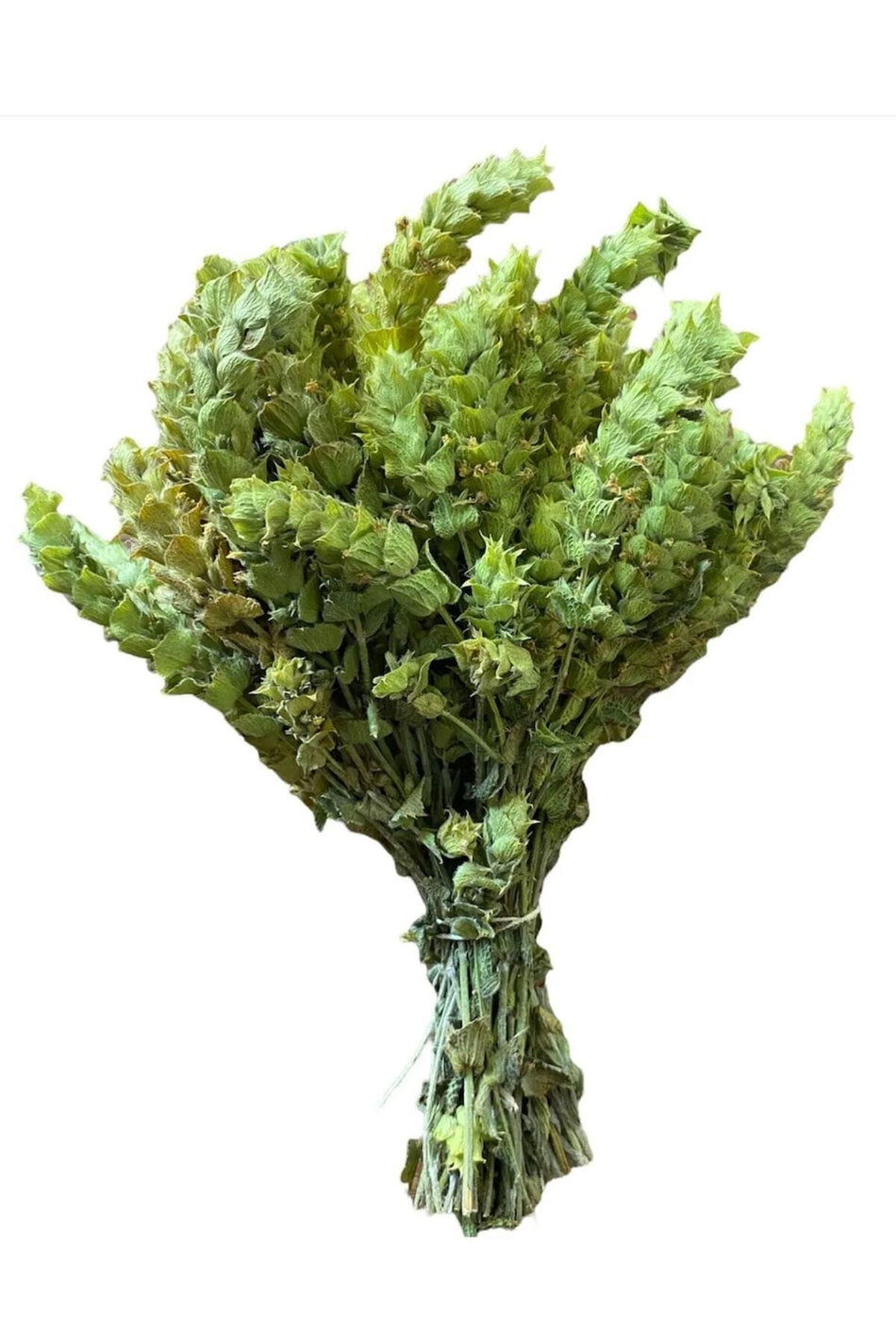 SELNUS Sage Bunch (Mediterranean Type) Sage Salvia